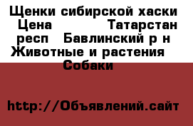 Щенки сибирской хаски › Цена ­ 5 000 - Татарстан респ., Бавлинский р-н Животные и растения » Собаки   